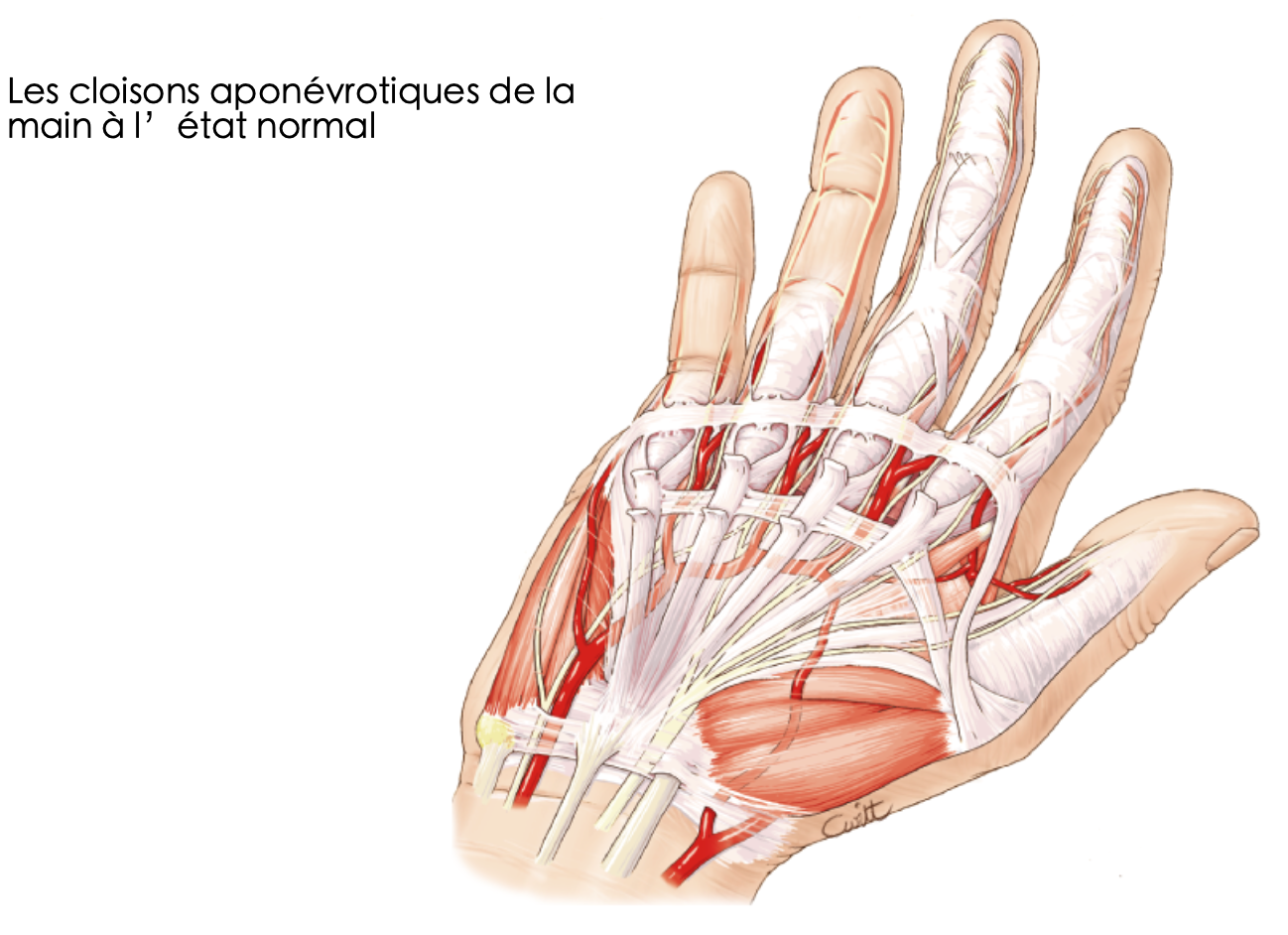 Cloisons aponévrotiques normales